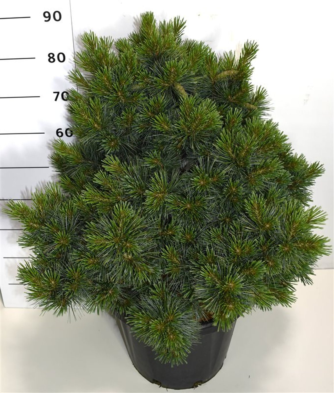 Pinus strobus 'Krüger's Lilliput' - C25 60-70 CM